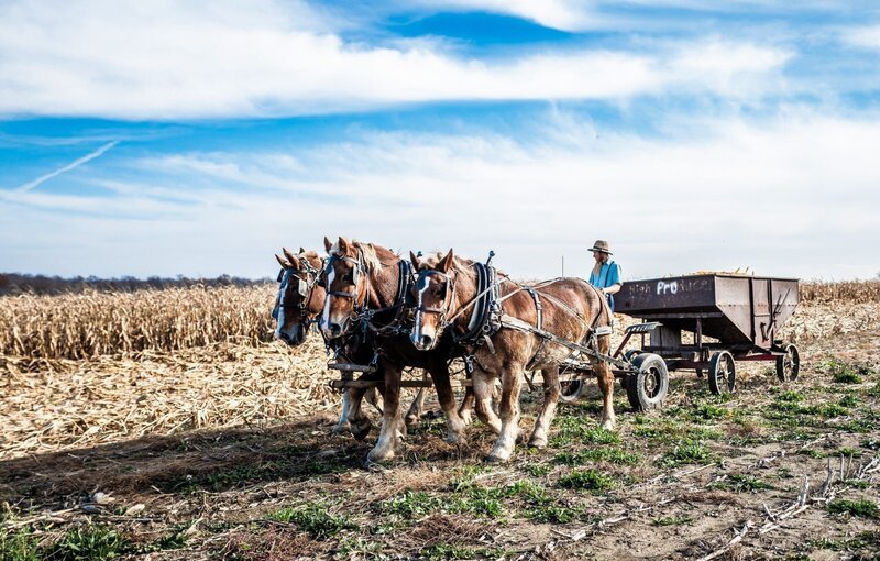 Drei Pferde ziehen ein landwirtschaftliches Gerät, ein Amish steht auf dem Wagen und hält die Zügel. – Bild: ORF/​ZDF
