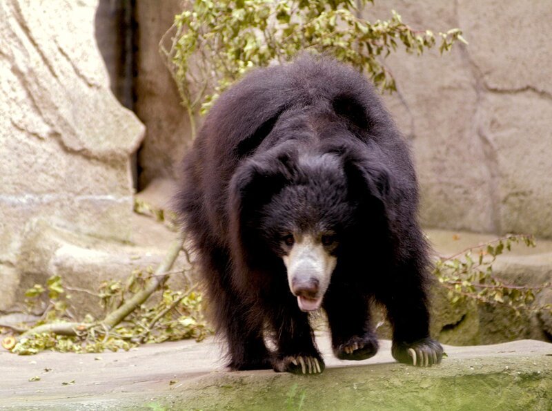 Lippenbären leben in Indien. Doch die aus dem Frankfurter Zoo können sich nicht über schlechte Bedingungen beklagen. – Bild: WDR