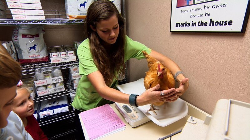 Amy and chicken with kids at the vet. – Bild: Animal Planet /​ Photobank 34816_ep201_003.jpg /​ Discovery Communications