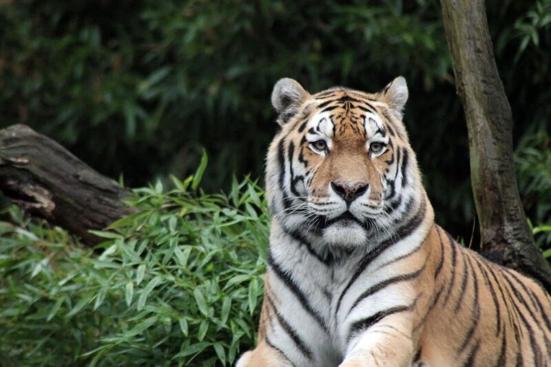 Sumatra-Tiger – Bild: C0 Public Domai