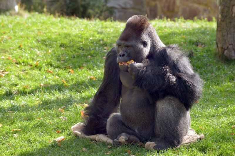 Der Gorillamann Ivo im Berliner Zoo. – Bild: rbb /​ Thomas Ernst