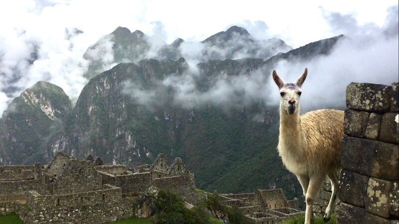 Machu Picchu Llama view – Bild: Windfall Films /​ Discovery Networks – For Show Promotion Only