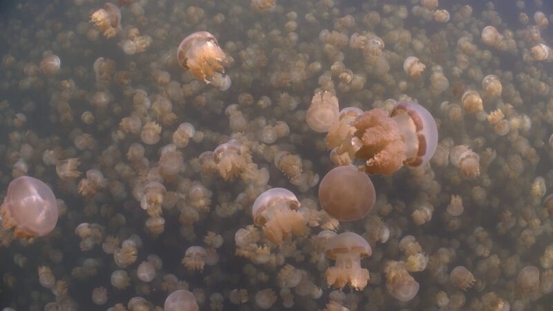 golden jellyfish swim inside a lake – Bild: Licensed by BOAT ROCKER RIGHTS, Inc. Lizenzbild frei