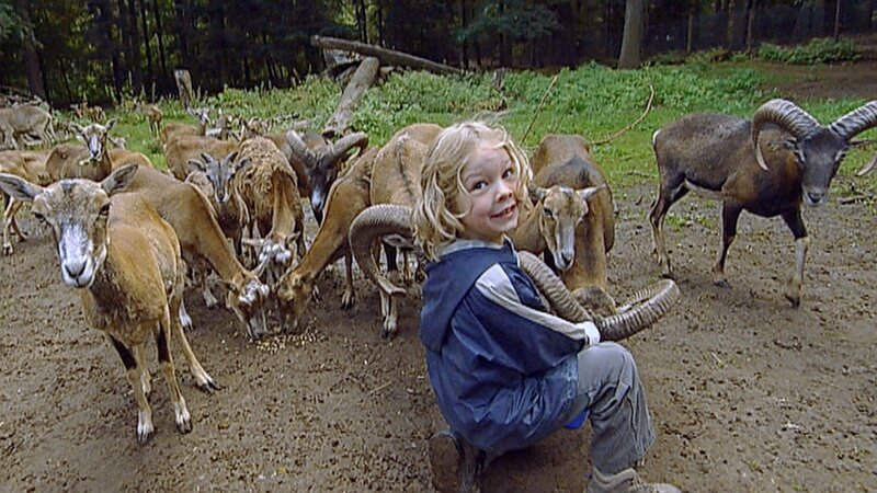 In der „Ich kenne ein Tier“- Doku füttern Kinder Mufflon-Schafe. Die sind besonders schlau und erkennen genau, wer sie füttern will. – Bild: SWR