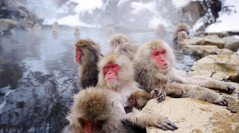 Schneeaffen (Japanmakaken) wärmen sich in heißen Thermalquellen. – Bild: phoenix/​ZDF/​3sat