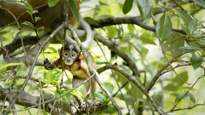 Mystisches Malaysien – Bild: RTL /​ Backwards Roll Productions Ltd