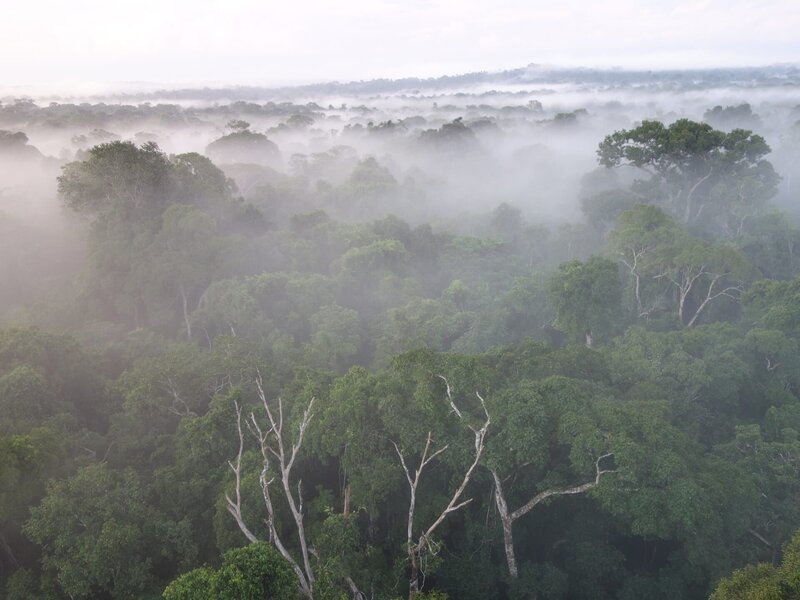 Kein Wald wächst schneller und in keinem anderen wird mehr CO2 gebunden, als im tropischen Amazonas-Regenwald. Forscher warnen, dass er durch die globale Erwärmung kurz vor dem totalen Kollaps stehen könnte. – Bild: ZDF und Dr