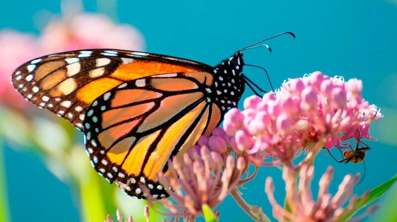 Der Monarchschmetterling legt Tausende Kilometer zurück, um in Mexiko zu überwintern – Bild: phoenix/​ZDF/​3sat