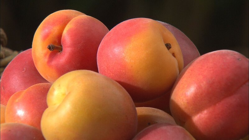 Aprikosen (Prunus Armeniaca). – Bild: BR