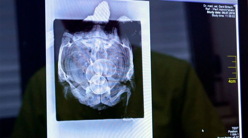 Das Röntgenbild offenbart: Drei Eier blockieren die inneren Organe der Schildkröte. – Bild: NDR/​Doclights GmbH 2019