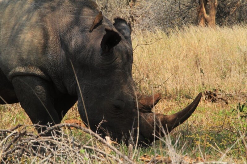 Ein Rhinozeros. – Bild: BR/​Udo A. Zimmermann/​Udo A. Zimmermann