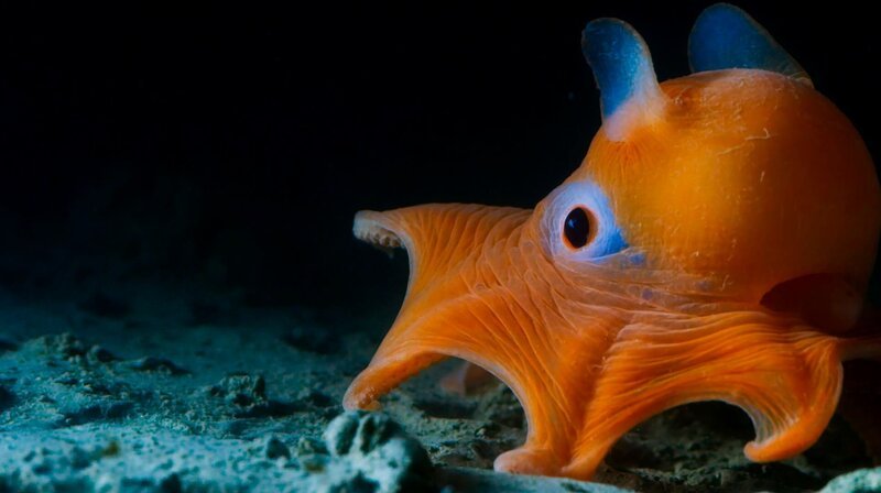 Der Pfannkuchentintenfisch lebt in der kalifornischen Tiefsee. Seine Kopfflossen haben ihm den Spitznamen „Dumbo“-Tintenfisch eingetragen. – Bild: HR/​WDR/​BBC