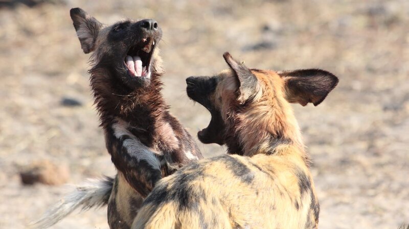 Botswana wild dogs. – Bild: Discovery Communications /​ Discovery Communications