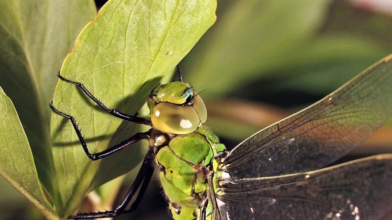 Universum: „Libellen – Die Himmelsjäger“, Sie schweben über Teichen und Tümpeln, sie bevölkern die Ufer von Flüssen und Bächen. Mit ihren metallisch schillernden Farben und einzigartigen Flugkünsten sind sie wahre Juwele der Lüfte: Dieser Film präsentiert Libellen, wie man sie noch nie gesehen hat. Faszinierende Makroaufnahmen führen in die Welt dieser Insekten, die schon zu Zeiten der Dinosaurier auf der Erde lebten. Spektakuläre Superzeitlupen und aufwändige Computeranimationen verraten erstmals, wie Libellen ihre Beute blitzschnell im Flug fangen – und wie sie sich in der Luft paaren. Unterwasseraufnahmen enthüllen die Entwicklung der räuberischen Libellenlarve, Zeitrafferszenen das Schlüpfen des fertig entwickelten Insekts. Doch die farbenprächtigen Flugakrobaten schweben in Gefahr: Die bevorzugten Lebensräume der Libellen an und in Gewässern schrumpfen zusehends – und so sind allein in Europa bereits etwa 80 Arten vom Aussterben bedroht. – Bild: 3sat