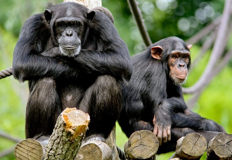 Schimpansen vom Leipziger Zoo. – Bild: BR/​MDR/​Andreas Lander/​Andreas Lander