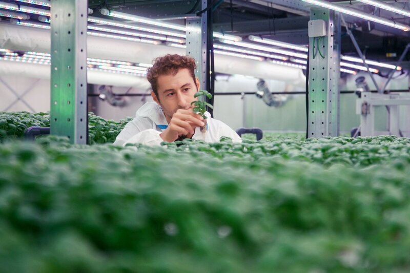 NZZ Format Brauchen wir Vertical Farming? – Wie Hightech-Gemüsefabriken die Welt retten wollen Yasai-Gründer Mark Zahran begutachtet seine Vertical Farming-Pflanzen SRF/​NZZ Format – Bild: SRF1