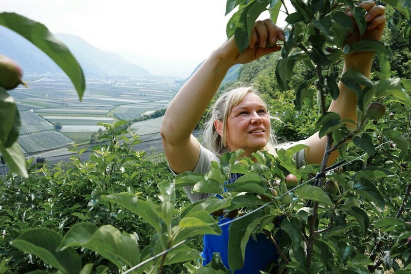 Die Südtiroler Bäuerin Ulrike Laimer in ihrer Apfelplantage. – Bild: Christian Meckel / BR / BR/Christian Meckel Die Südtiroler Bäuerin Ulrike Laimer in ihrer Apfelplantage. – Bild: Christian Meckel / BR / BR/Christian Meckel