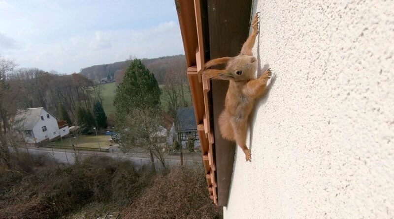 Eichhörnchen an der Fassade – Bild: MDR/​Capricornum Film/​Uwe Müller