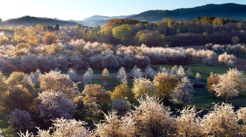 Nur an wenigen Orten Deutschlands stehen so viele Kirschbäume wie am Fuß des Schwarzwalds. – Bild: SWR/​Tobias Mennle