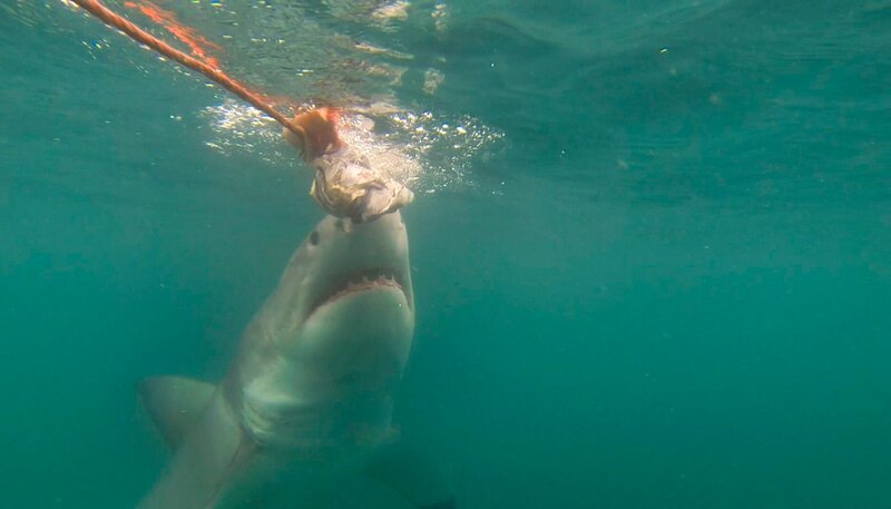Weißer Hai vor der Küste von Mossel Bay. – Bild: NDR/​Vincent TV GmbH