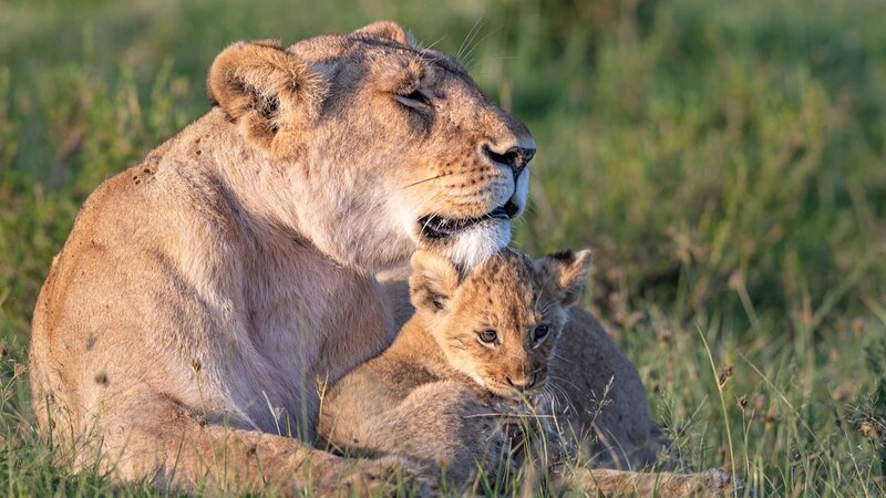 Marsh Pride Löwin und ihr Junges. – Bild: Animal Planet /​ Discovery Channel