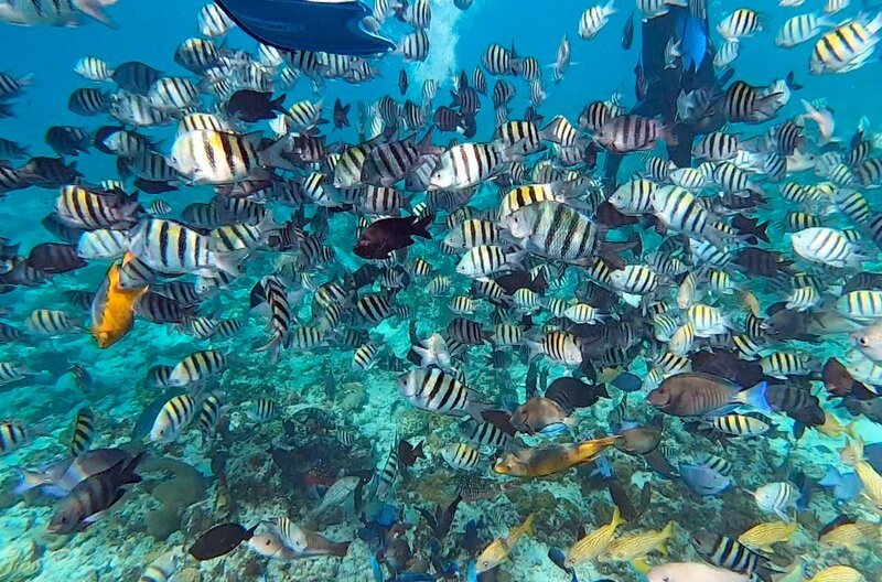 Velfältige Unterwasserwelt auf Pearl Island. – Bild: SWR/​Fandango