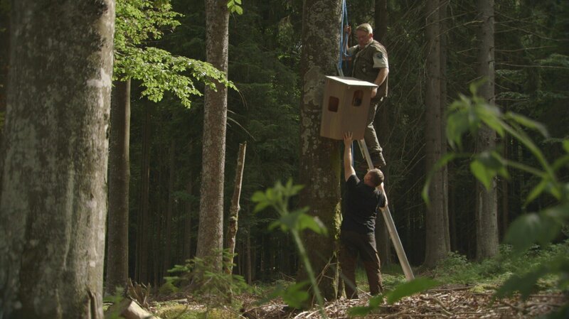 Um der Waldeule eine Brutalternative zu Baumhöhlen zu bieten, stellen die Ranger Nistkästen auf. – Bild: BR Um der Waldeule eine Brutalternative zu Baumhöhlen zu bieten, stellen die Ranger Nistkästen auf. – Bild: BR