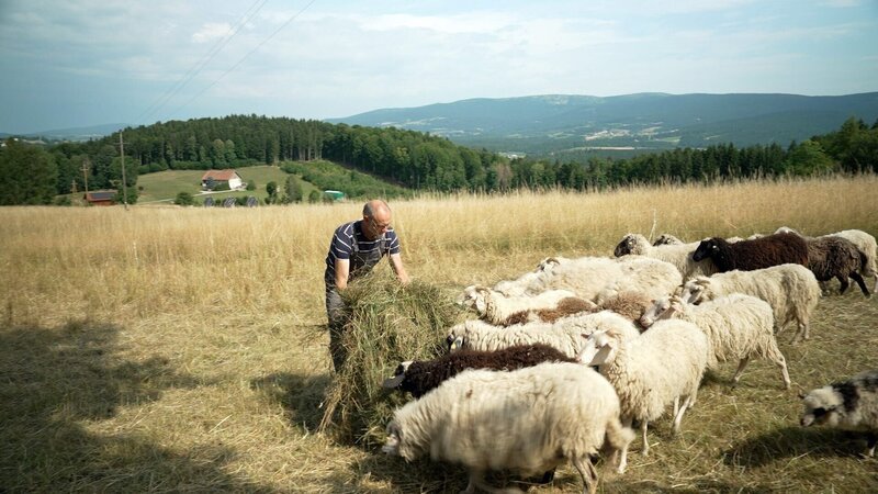 Schafbauer Hans Kjäer füttert seine Schafe. – Bild: ORF/​Neulandfilm