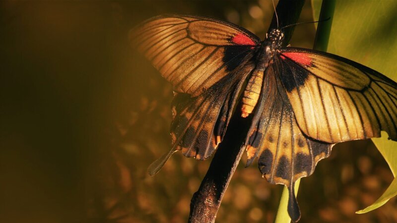 Papilio memnon – Bild: 2022_CuriosityStream-Inc