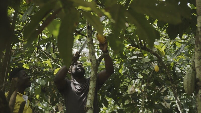 Woher stammen die Rohstoffe für unsere Schokolade? Nelson Müller besucht eine Kakaoplantage in Ghana. – Bild: ZDF und André Götzmann./​André Götzmann
