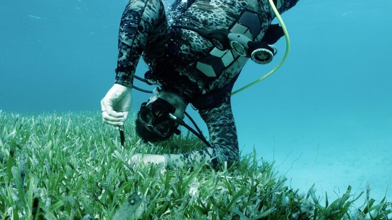 Meeresforscher Austin Gallagher misst die Höhe der Seegraswiesen auf den Bahamas (National Geographic) – Bild: National Geographic /​ National Geographic