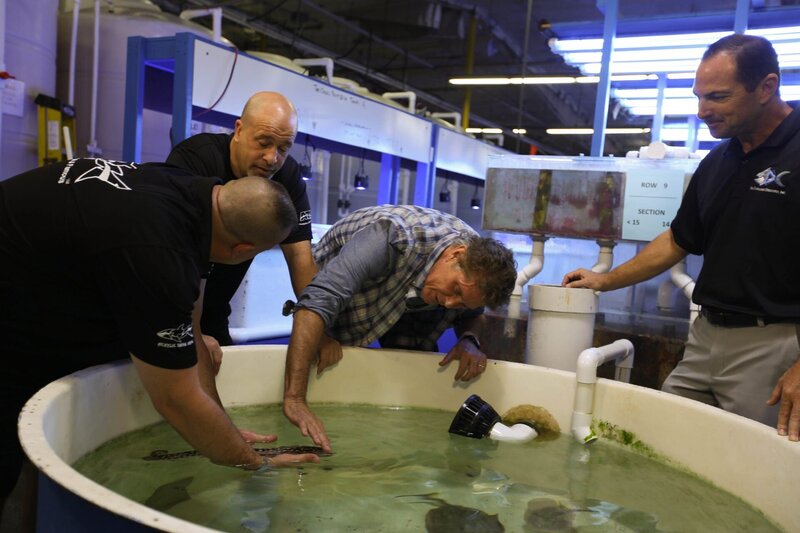 Wayde, Brett and Eric of Sea Dwelling Creatures watches David Hasselhoff reach into the water. – Bild: Copyright: Discovery Communications, Inc. For Show Promotion Only