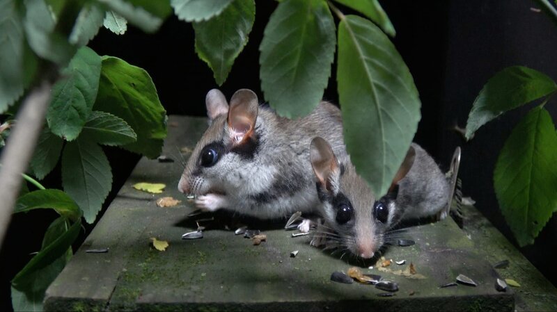 Gartenschläfer brauchen eine Schlafhöhle.; Eine Gartenschläferfamilie picknickt auf einem Vogelhäuschen. – Bild: BR/​Marco Polo Film AG/​Roland Gockel/​Roland Gockel