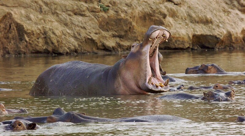 Drohverhalten eines Hippobullen. – Bild: BR/​Tesche Dokumentarfilm/​WDR