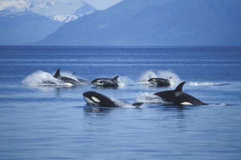 Gruppe von Killerwalen +++ – Bild: RTL /​ Ron Sanford /​ Getty Images /​ Tödliche Taktiken