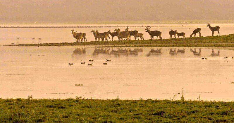 Hirsche und Rehe im Kaziranga Nationalpark in Assam, Indien. – Bild: ORF/​Pre TV