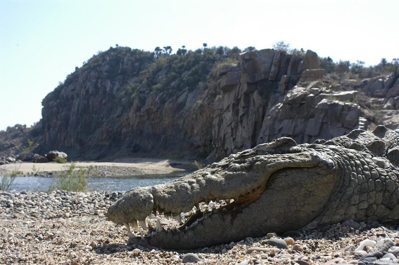 Ein Krokodil in der Olifants River Schlucht. – Bild: BR/​SANHU