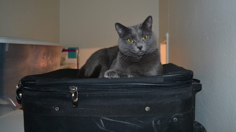 Lilly sitting on luggage in the apartment. – Bild: Discovery Communications