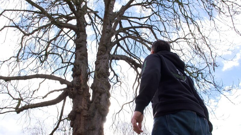 Die Würde eines Baumes ist Sven Berkowicz (42) wichtig. Er versucht, jeden Baum so lange es geht zu erhalten. – Bild: ZDF und Nathalie Suthor.