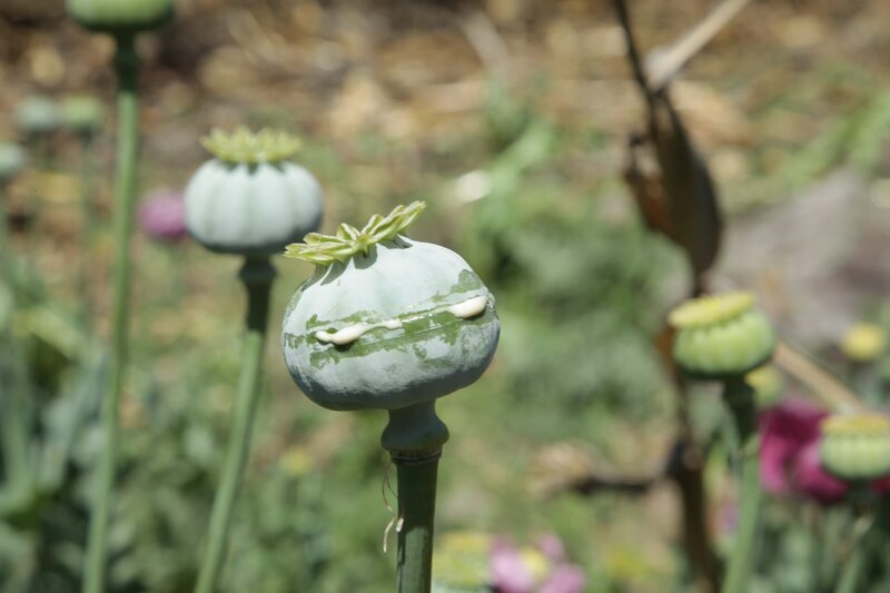 MEXICO- An Opium bulb oozes out opium gum, which is used to make heroin. – Bild: National Geographic Channels /​ Stefania Buonajuti