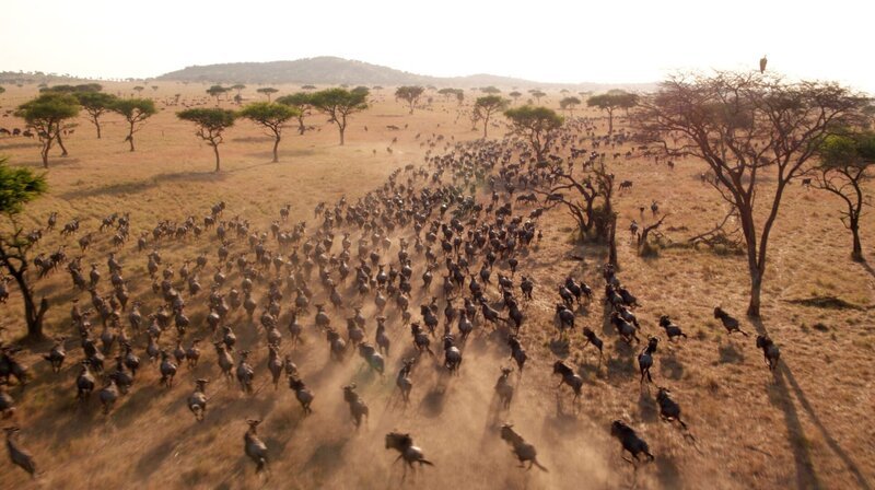 Mehr als eine Million Gnus sind unterwegs: Die großen Tierwanderungen sind das Naturspektakel der Serengeti. – Bild: phoenix/​ZDF/​Geoff Bell