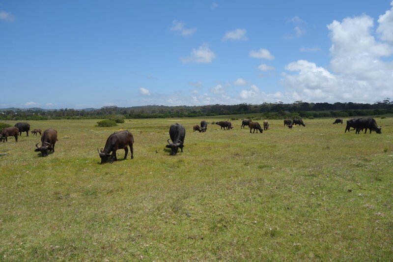 Bei der Safari im Kragga Kamma Game Reserve kann man dem lokalen Wildlife ganz nah kommen. – Bild: Bewegte Zeiten Filmproduktion GmbH/​BR/​Farah M’haimdat