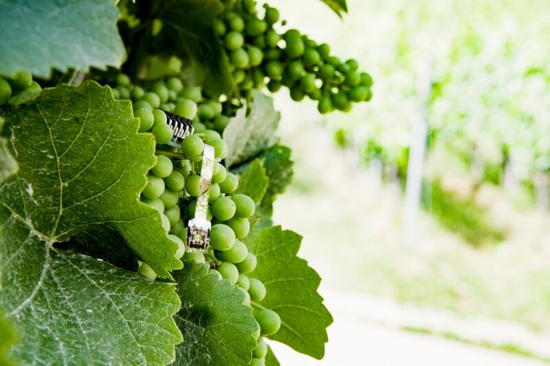 Wie sieht der Weinbau in Zukunft aus ? – Bild: ServusTV /​ Bilderfest