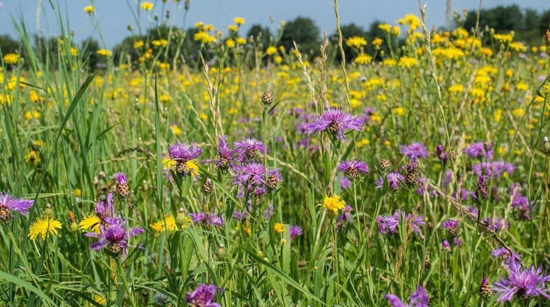 Flockenblume und Pippau sind häufige Pflanzen auf einer naturnahen Wiese. – Bild: ZDF und NDR/​nautilusfilm.