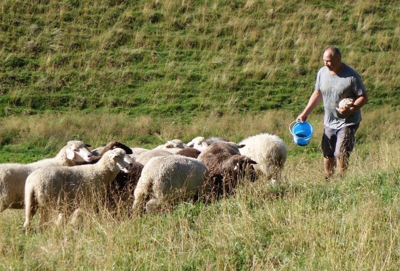 Im Sommer bringt der Schäfer einen Teil seiner Herde auf die Allgäuer Linkersalpe bei Oberstdorf. Einmal im Monat schaut er dort nach seinen Tieren. – Bild: BR/​Angelika Vogel/​Angelika Vogel