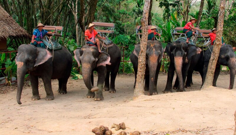 Fünf Elefanten und ihre Mahouts (Elefantenführer) auf einer Elefantenfarm in Phuket, Thailand. – Bild: HR/​BR/​Bewegte Zeiten GmbH/​Christian Hattesen