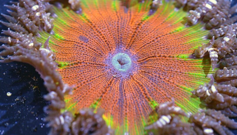 Seeanemonen wachsen in den Karibischen Riffen und bieten vielen Tieren Schutz. – Bild: BR/​WDR/​Ted Giffords/​Ted Giffords