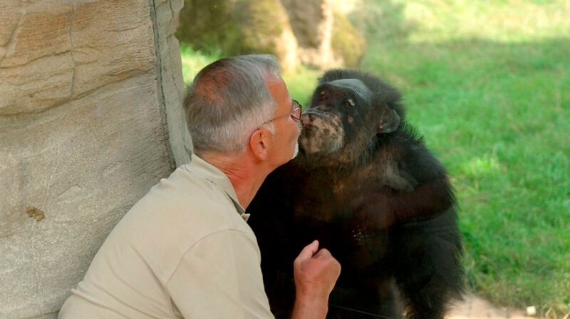 Er ist im Erlebnis-Zoo bekannt wie ein bunter Hund. Denn Schimpanse Max ist mittlerweile 57 Jahre alt und das älteste Tier im Erlebnis-Zoo Hannover. Deshalb gibt es heute eine Torte nur für ihn. Revierleiter Klaus Meyer hat eine jahrzehntelange und innige Beziehung zu Max. Doch die lag fünf Jahre brach. Der Tierpfleger verlor bei seiner Arbeit mit dem Schimpansenmännchen durch eine Beißattacke Zeige- und Mittelfinger seiner rechten Hand. – Bild: NDR/​Doclights 2021