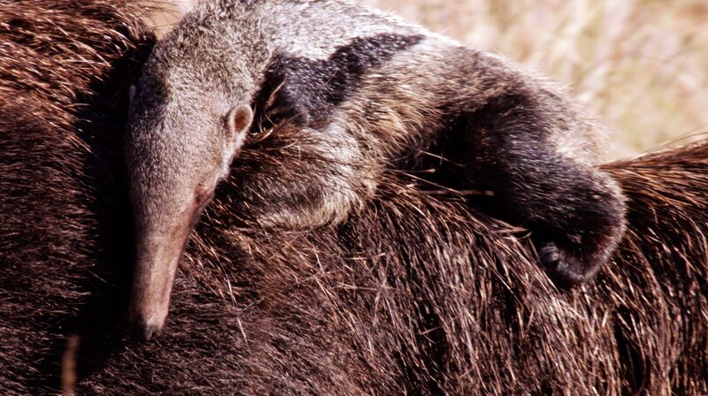 Unter Raubkatzen und Ameisenbären – Bild: NDR/​NDR Naturfilm/​Doclights GmbH/​coraxfilm