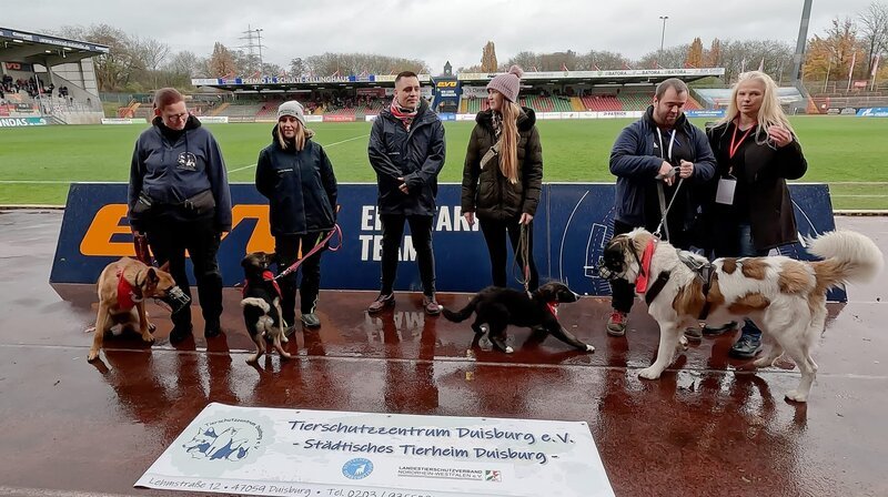Diese Hunde suchen ein Zuhause. Um sie zu vermitteln, geht das Tierheim Duisburg auch ins Fußballstadion! Die Hunde dürfen für die Spieler von Rot-Weiß Oberhausen Spalier stehen. – Bild: WDR/​Goran Markovic-Schomburg